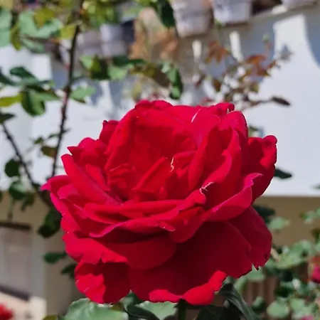 아파트 Center Luxury Spacious A&m