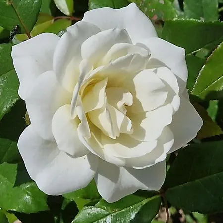 Center Luxury Spacious A&m Appartamento Rhodes City